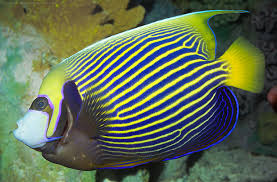 angelfish